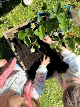 Plantation fraises 