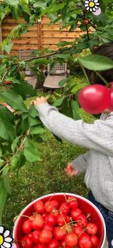 Cueillette cerises 2018