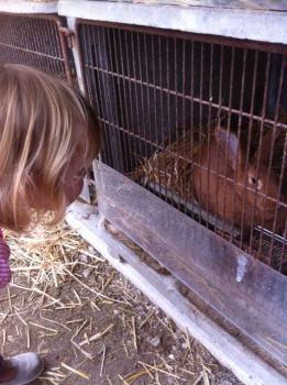 Coucou petit lapin!