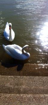 Promenade bord de seine