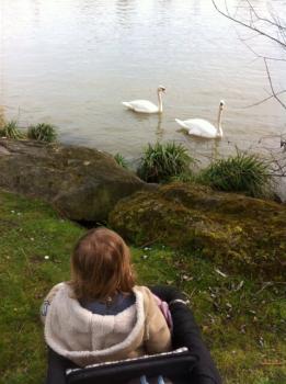 Ooh des cygnes!