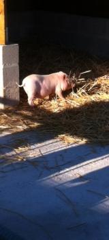 ooh un petit cochon!