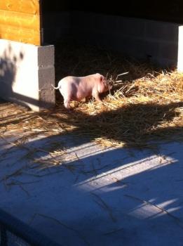 ooh un petit cochon!