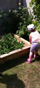 Cueillette de framboises et de fraises!